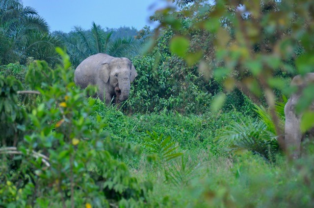 Elephants